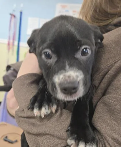 Nanipet Supplies Plus