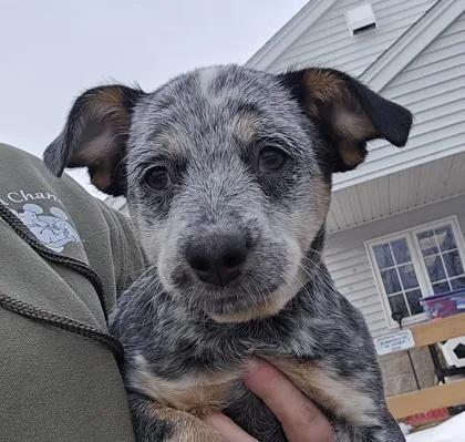 Rosepet Supplies Plus thumbnail 2