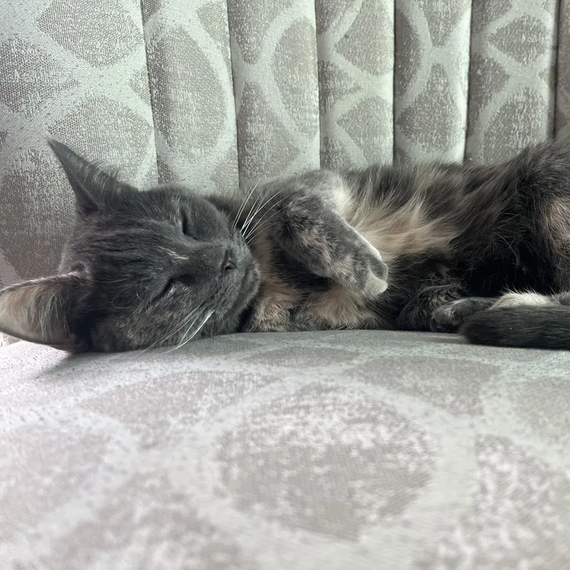 Cribbage C thumbnail 2