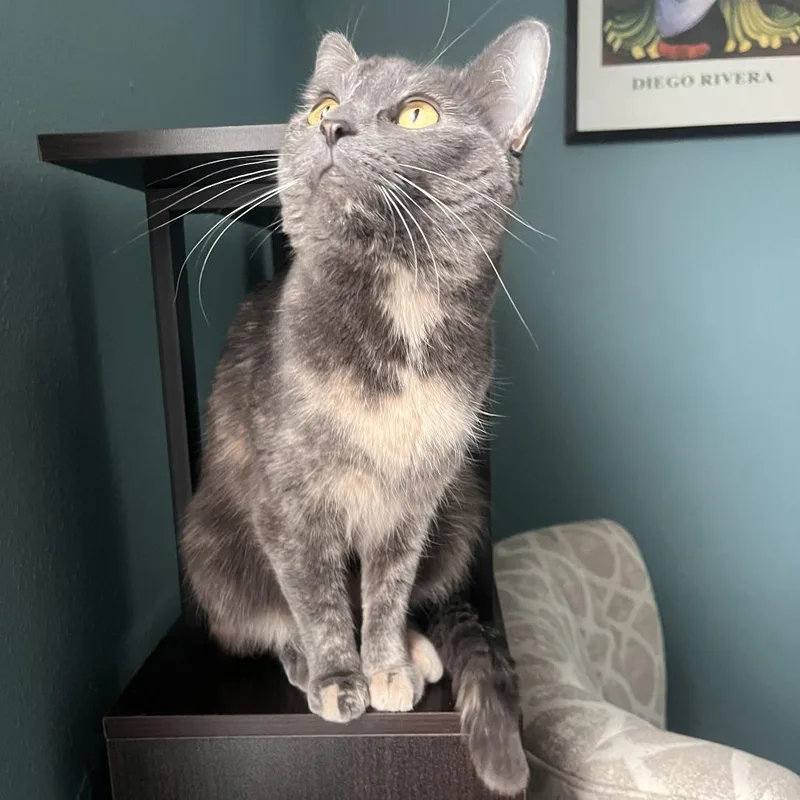 Cribbage C thumbnail 3