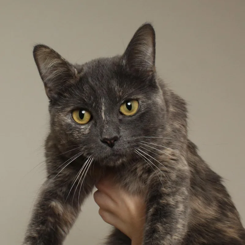 Cribbage C thumbnail 4