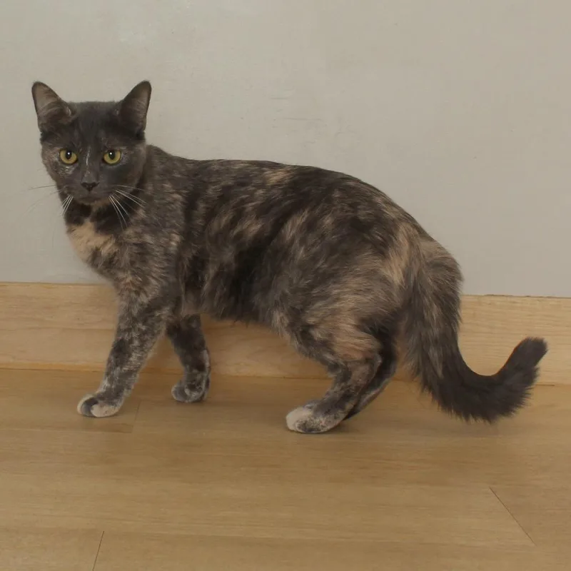 Cribbage C thumbnail 5