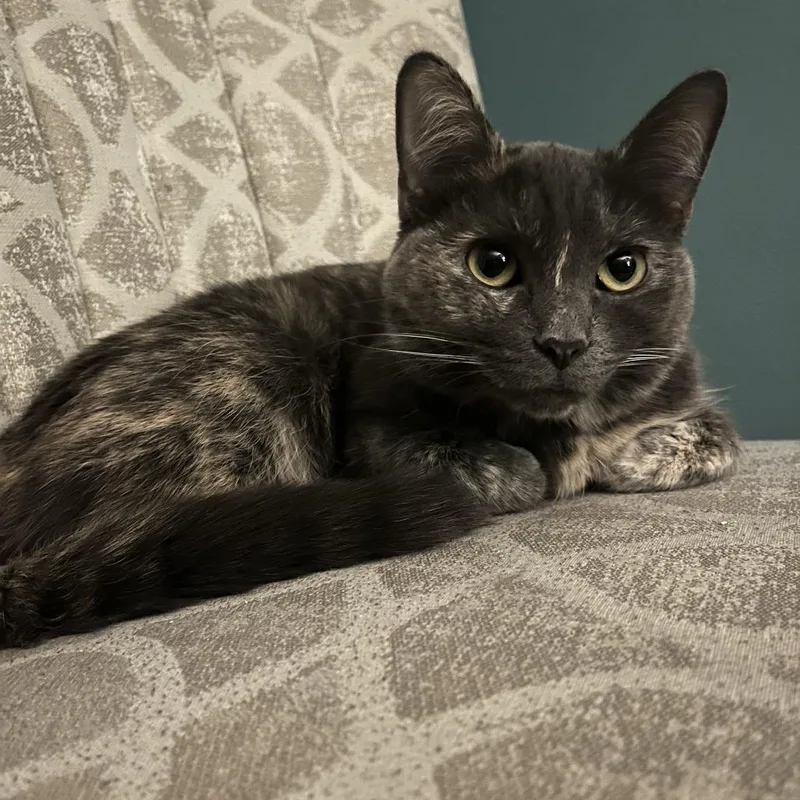 Cribbage C thumbnail 6