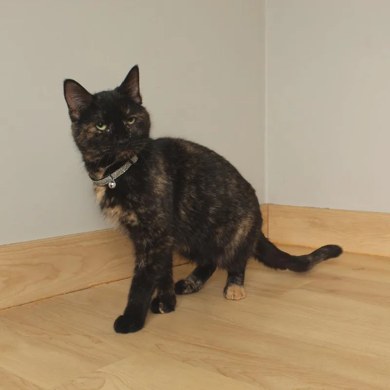 Sutton C thumbnail 2