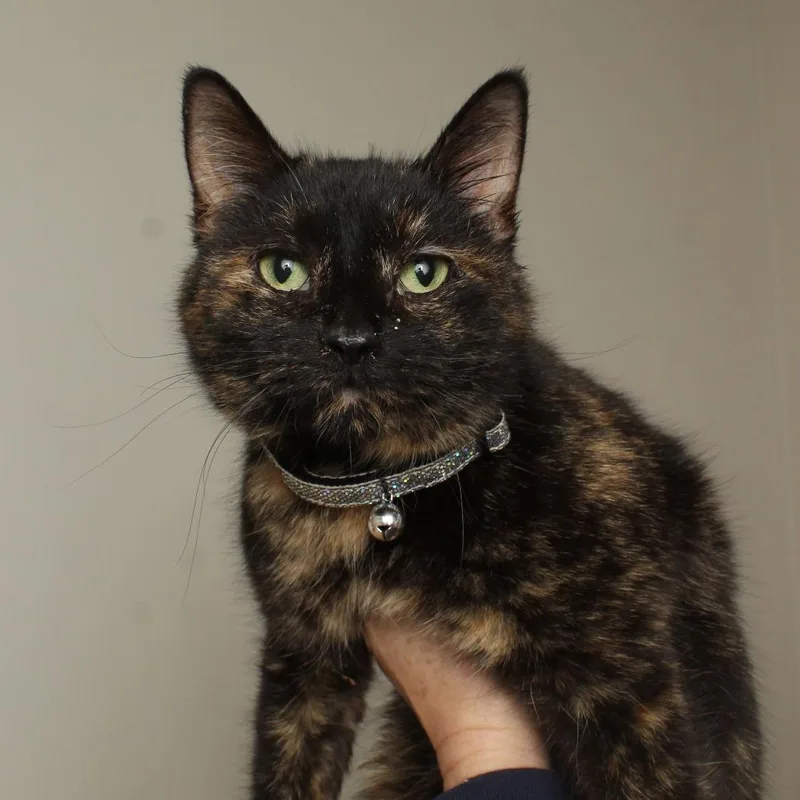 Sutton C thumbnail 4