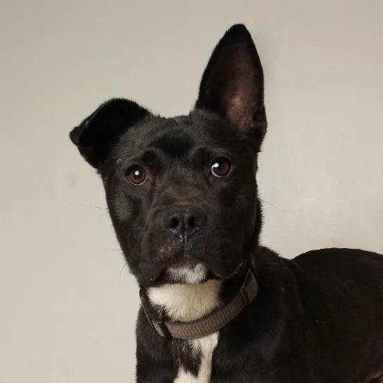 Godiva D thumbnail 2