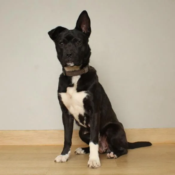 Godiva D thumbnail 4