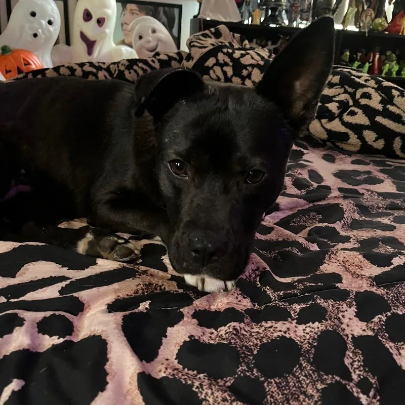 Godiva D thumbnail 5