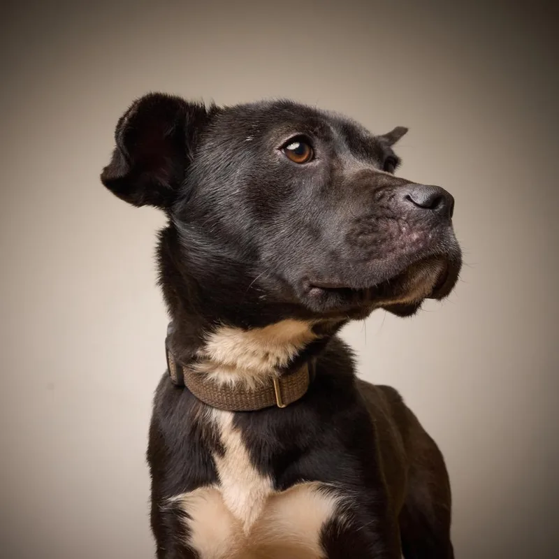 Godiva D thumbnail 6