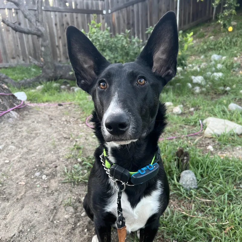 Sansa Stark thumbnail 2