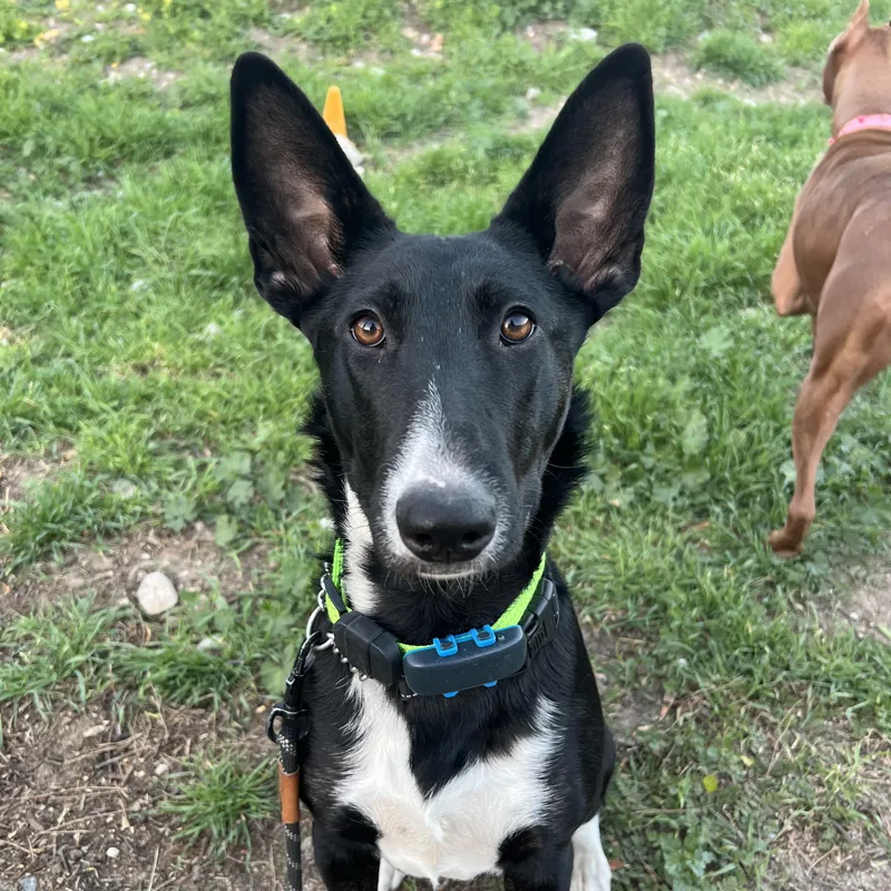 Sansa Stark thumbnail 3