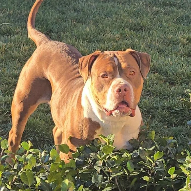 Mj The Great thumbnail 2