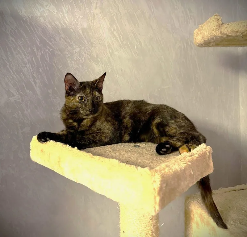 Lucy And Oreo thumbnail 2