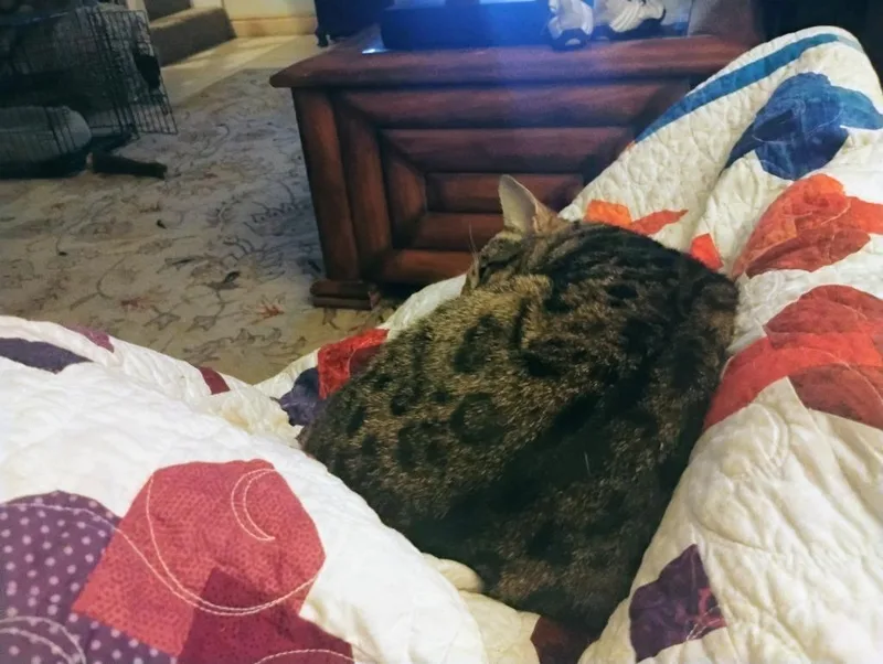 Rico Riggs thumbnail 2