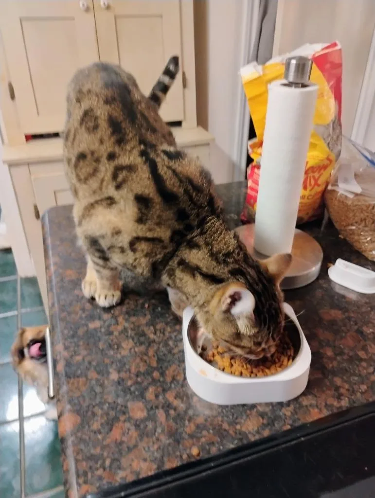 Rico Riggs thumbnail 5