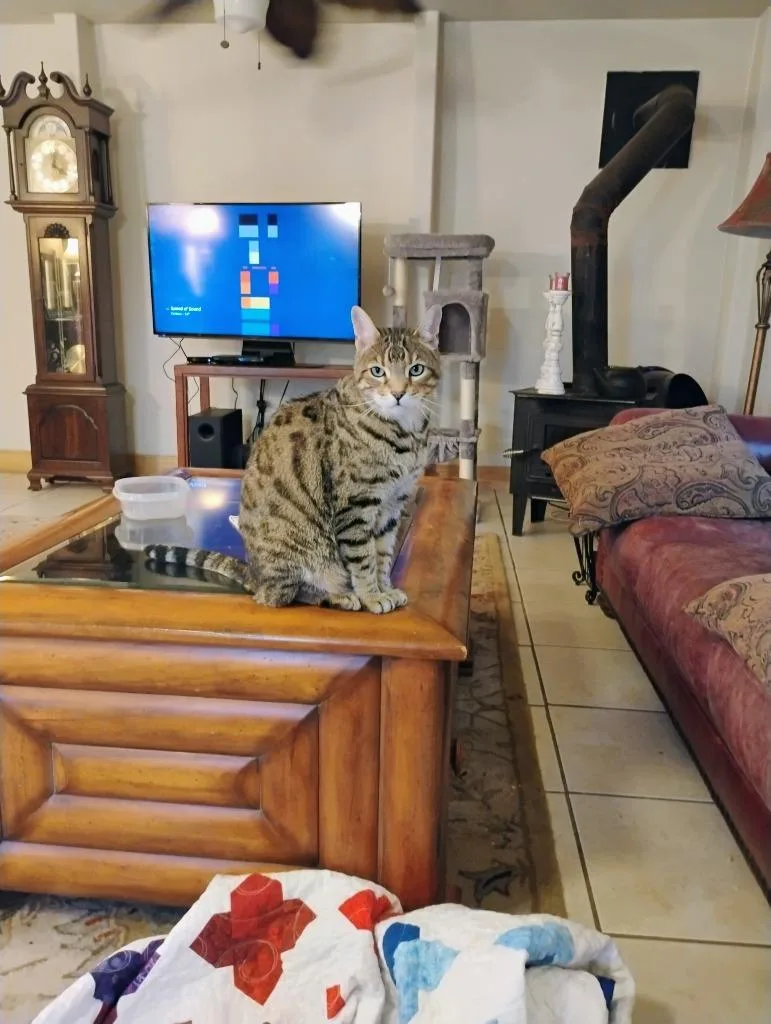 Rico Riggs thumbnail 6