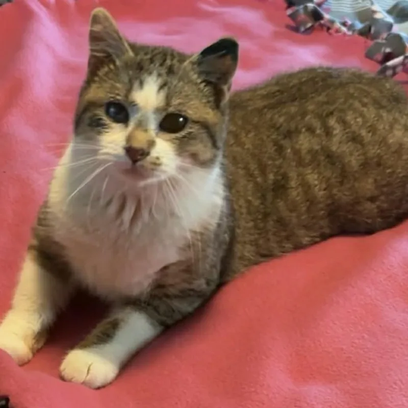 Cocokota thumbnail 2