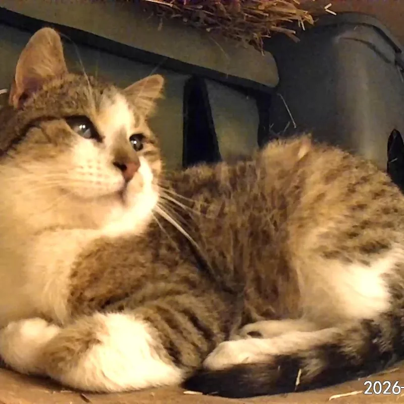 Cocokota thumbnail 3