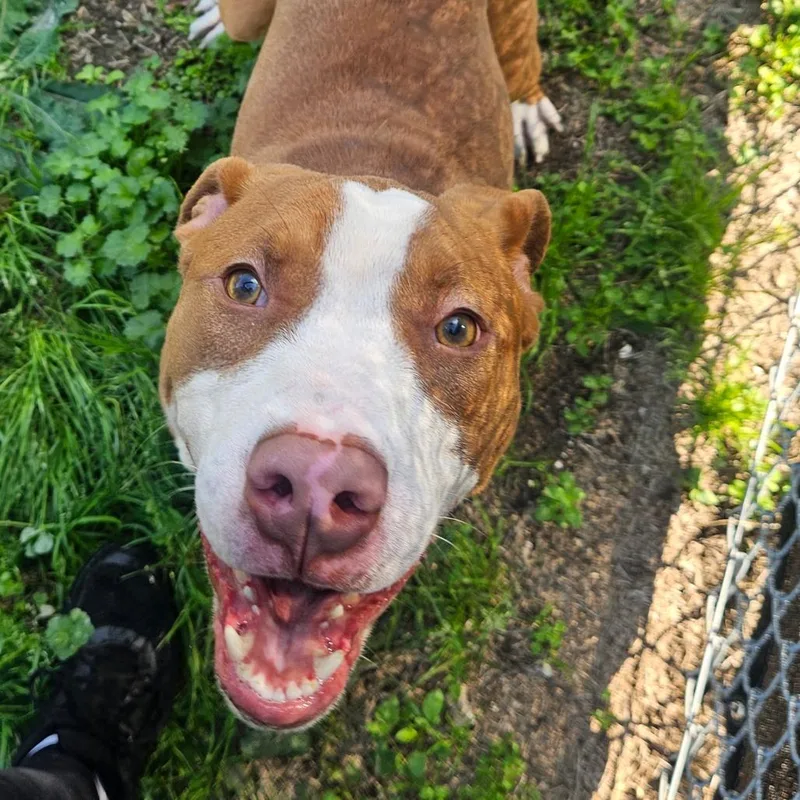 Georgie Boy thumbnail 2