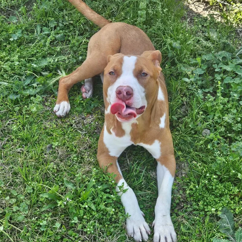 Georgie Boy thumbnail 3