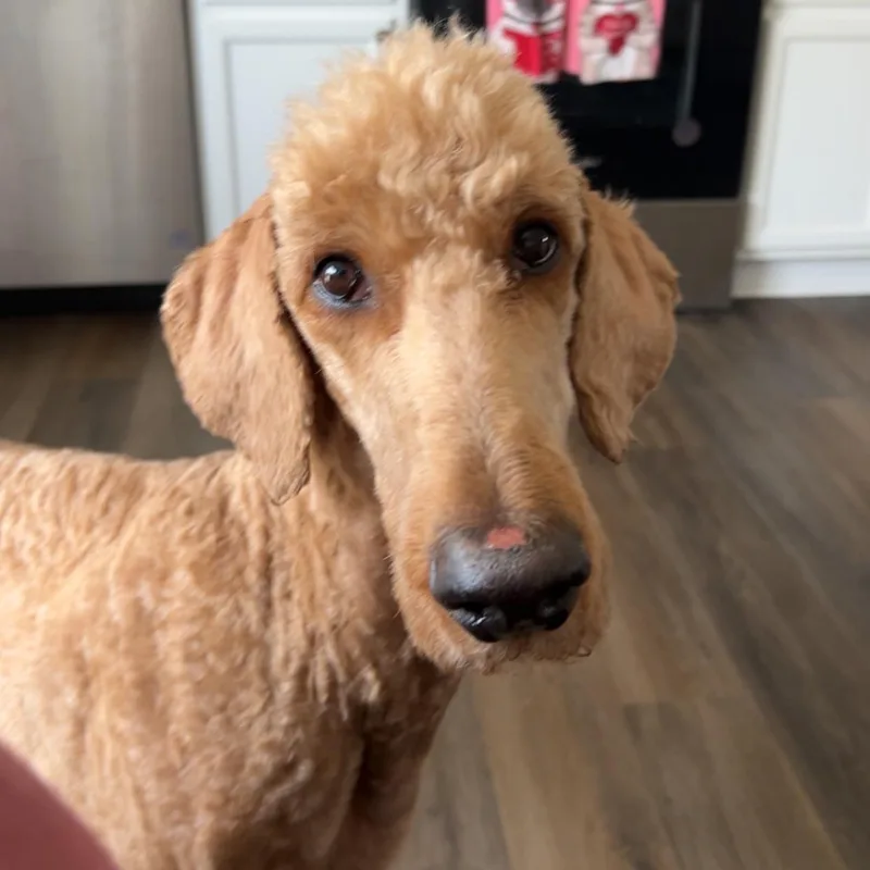 Pooh Bear thumbnail 2