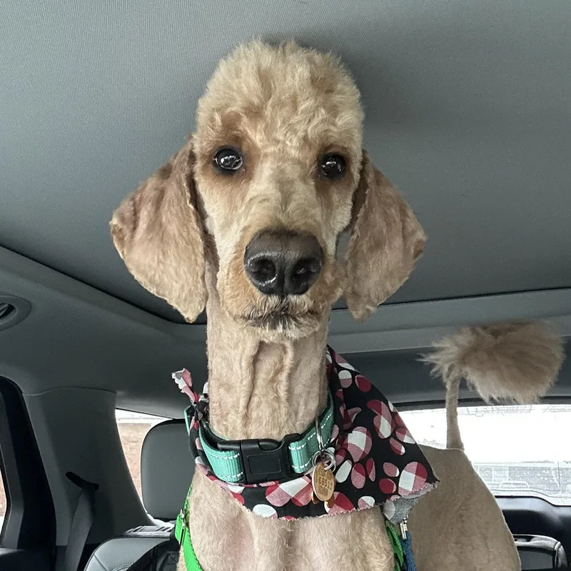 Pooh Bear thumbnail 3