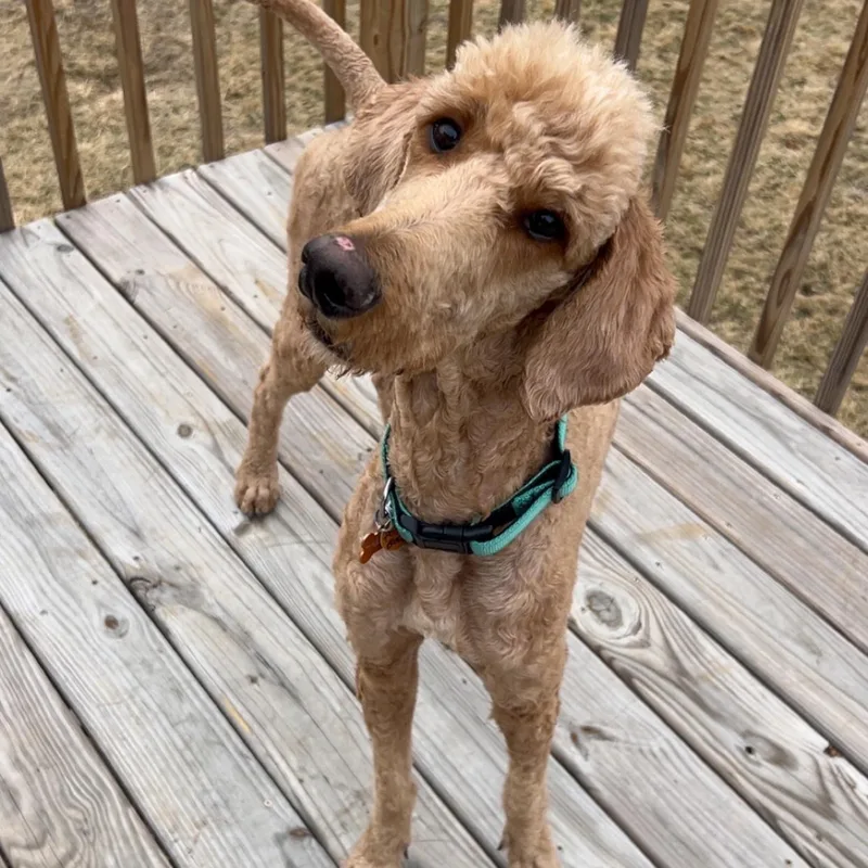 Pooh Bear thumbnail 5