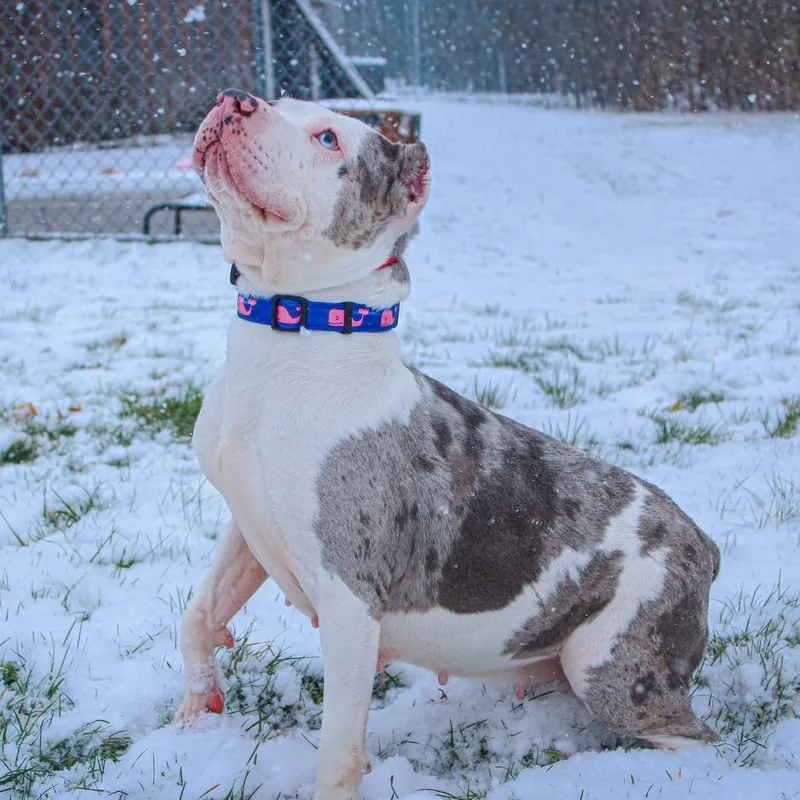 Ice Spice thumbnail 2