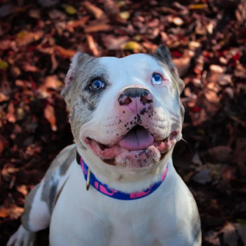 Ice Spice thumbnail 3