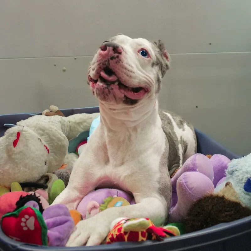 Ice Spice thumbnail 4