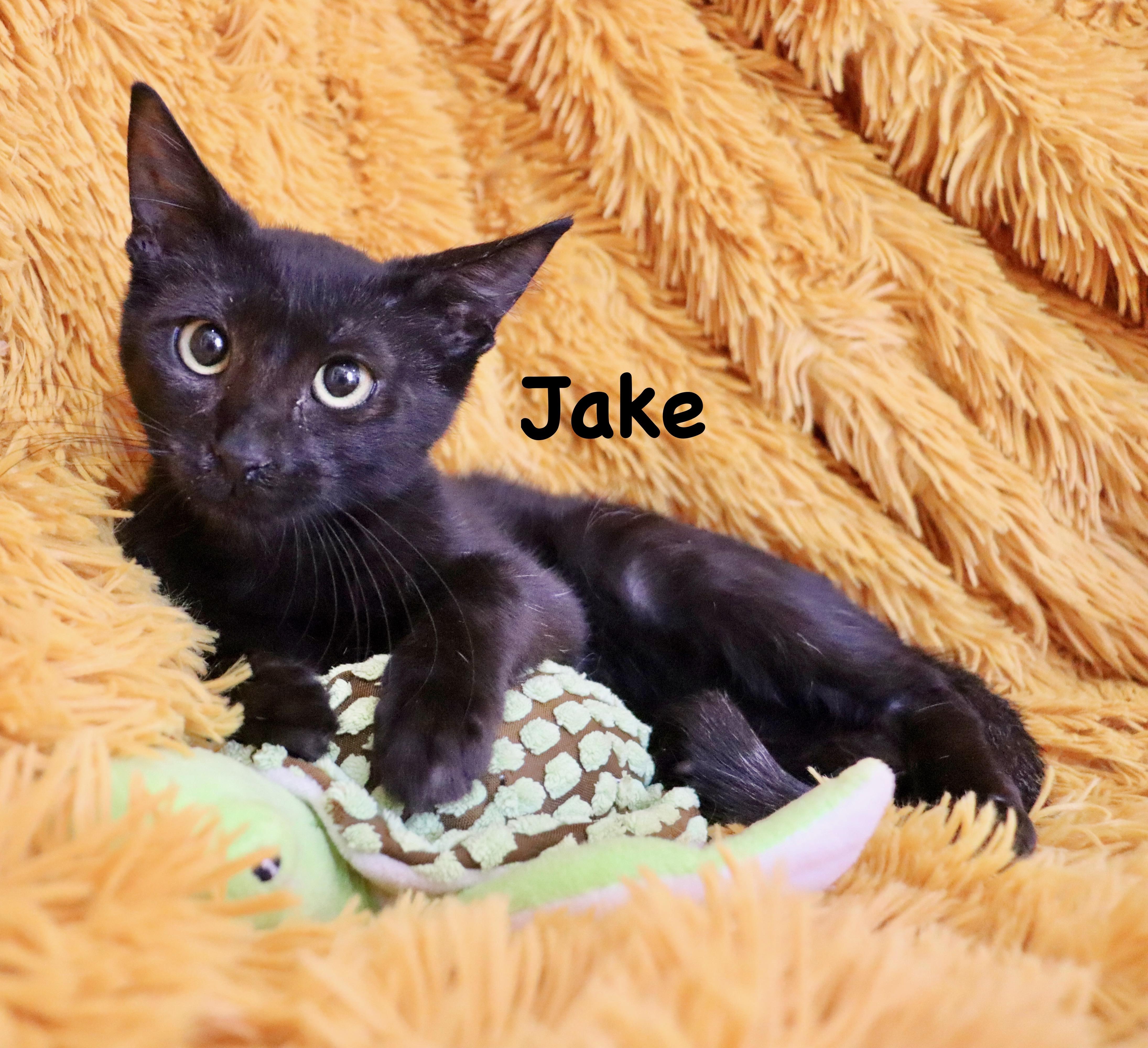 Jake thumbnail 4