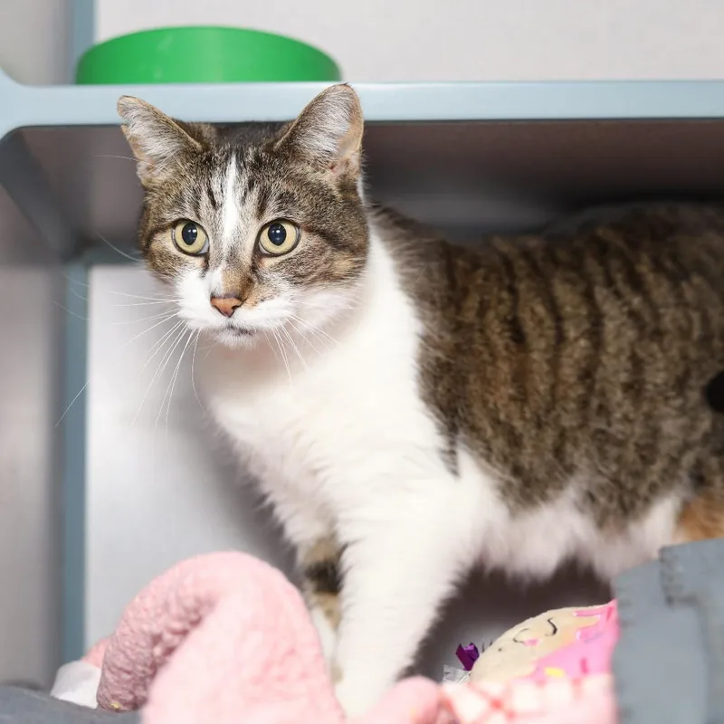 Calliope thumbnail 2