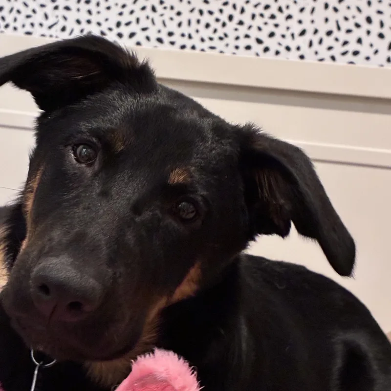 Twilight thumbnail 4