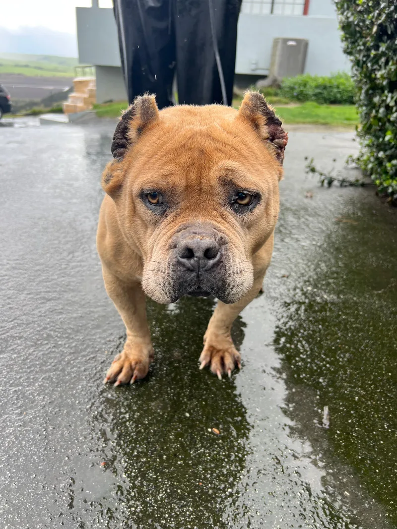 Whitney Houston thumbnail 2