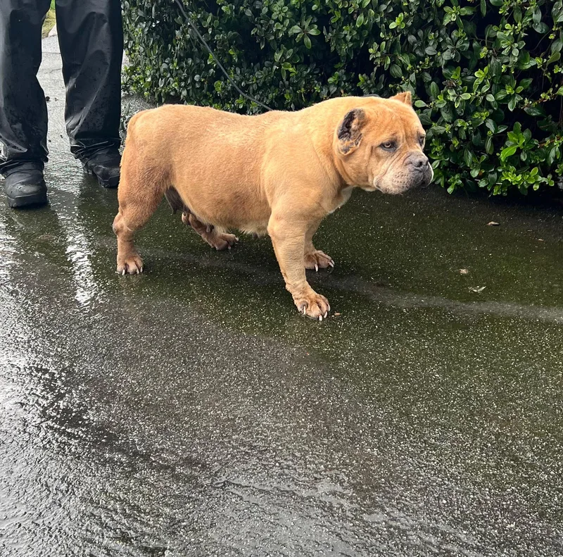 Whitney Houston thumbnail 3