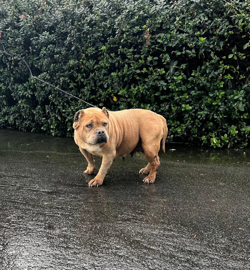 Whitney Houston thumbnail 4