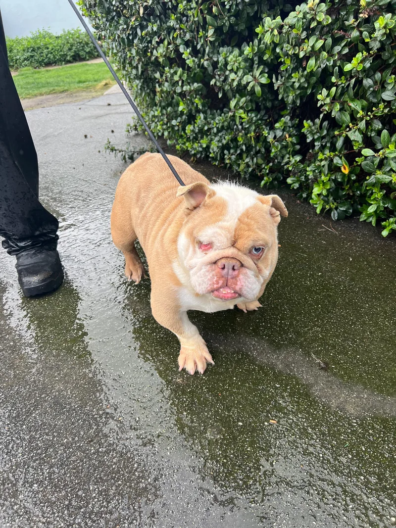 Princess thumbnail 4