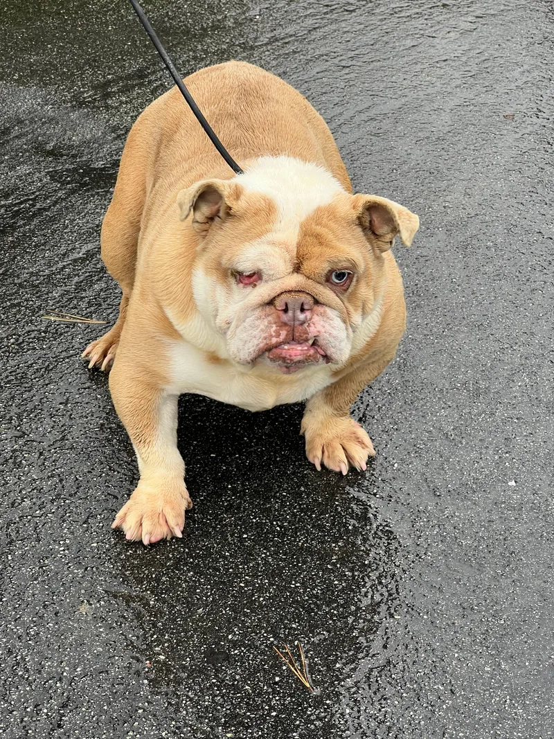 Princess thumbnail 5