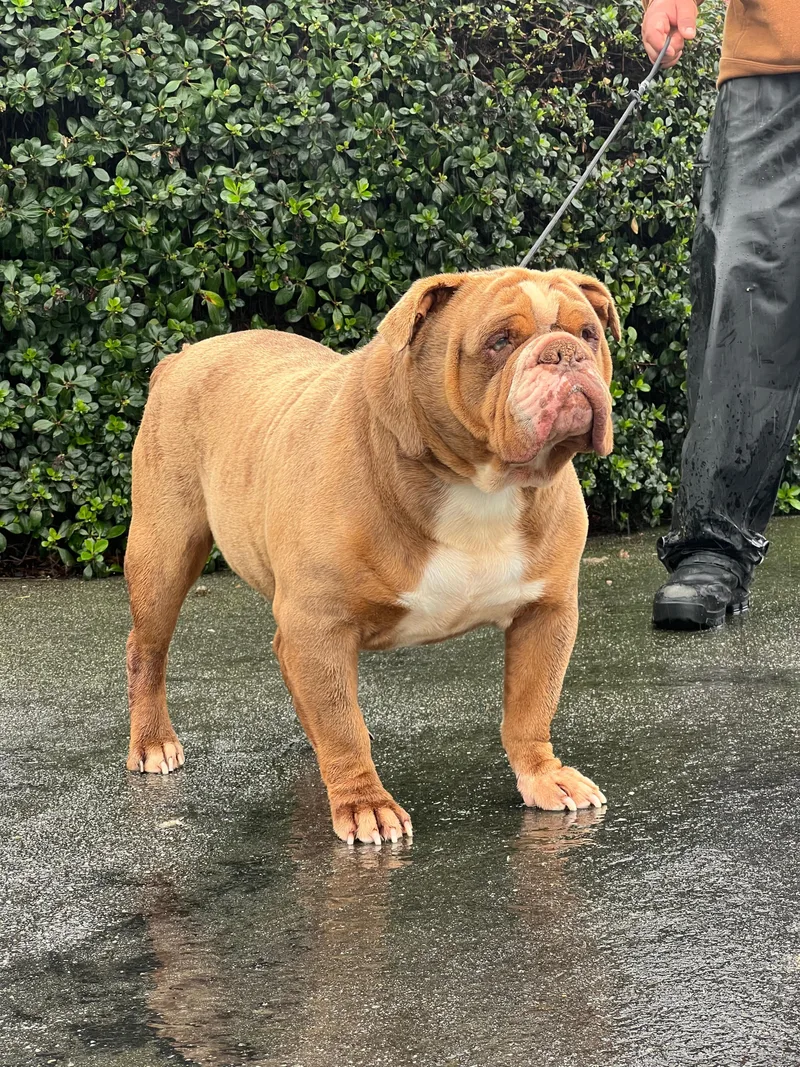 Mr. Bubbles thumbnail 2