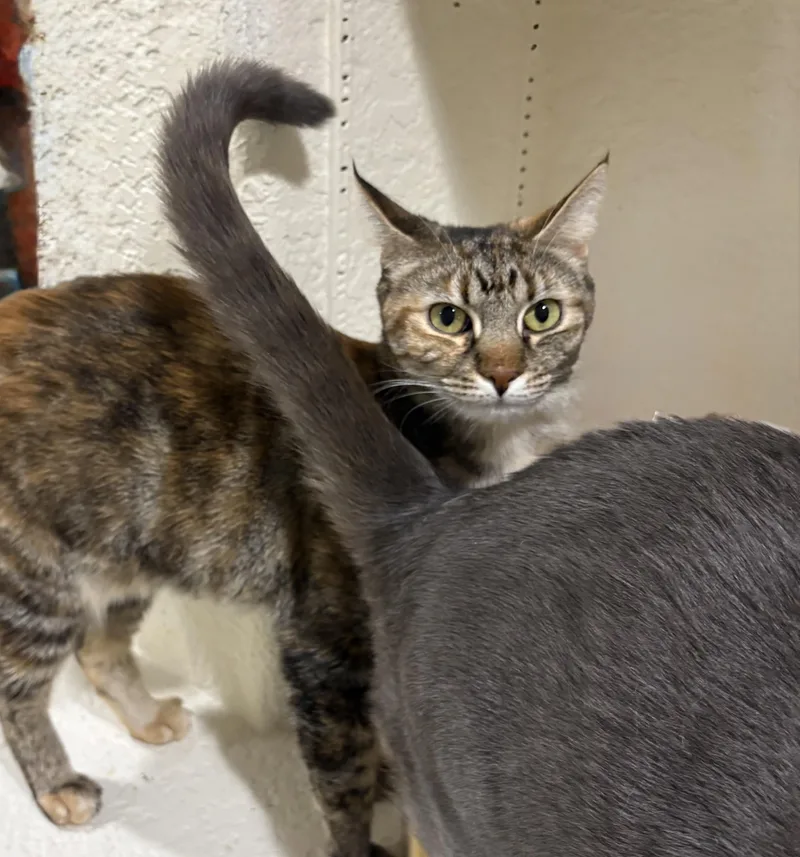 A young small-sized female Calico cat named Betsy for adoption in Palm City, FL