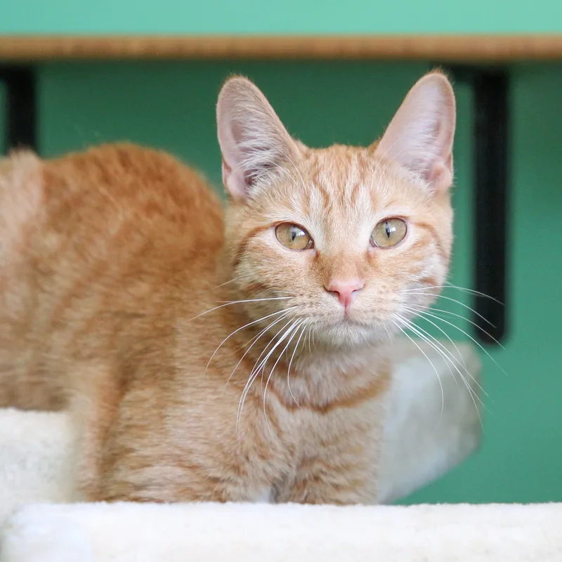 Dandelion thumbnail 2