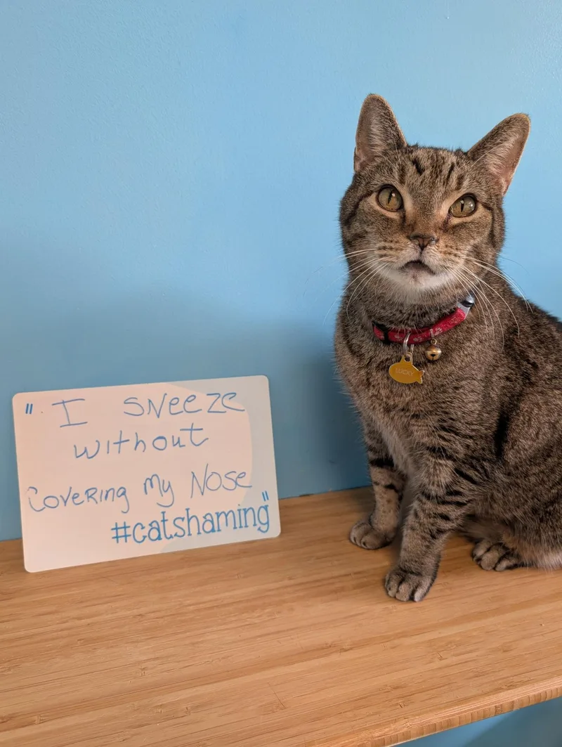 A senior medium-sized male Tabby (Brown / Chocolate) Domestic Short Hair cat named Lucky for adoption in Cincinnati, OH