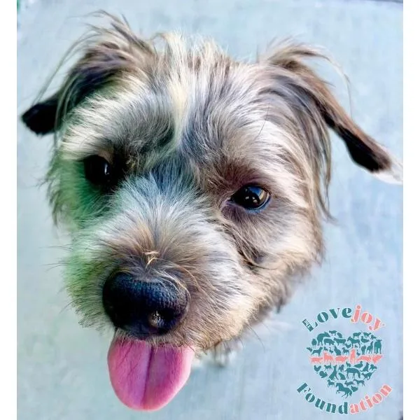 Shaggy Coh thumbnail 4