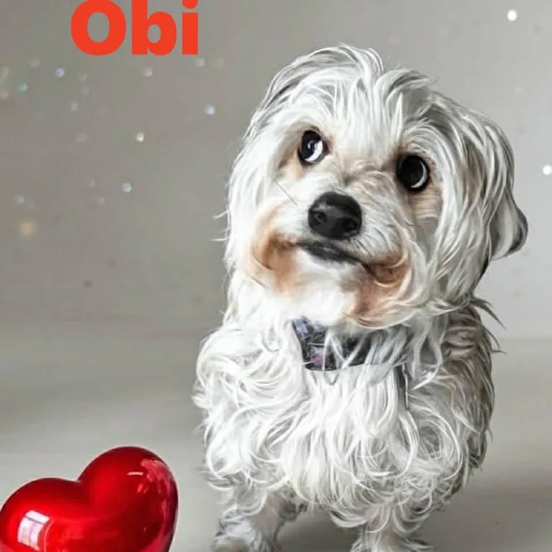 Obi thumbnail 6