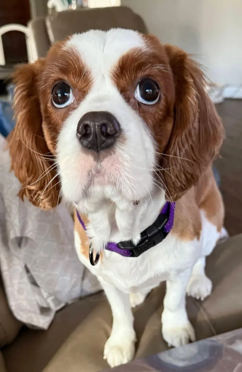 Copper And Luca thumbnail 2