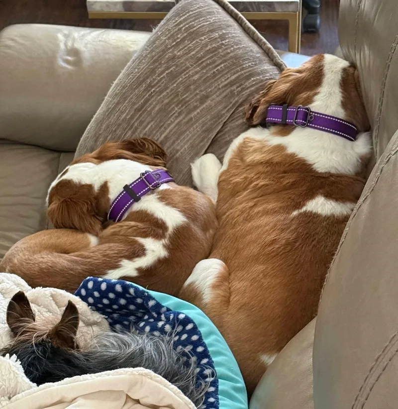 Copper And Luca thumbnail 3