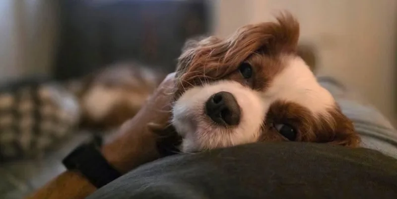 Copper And Luca thumbnail 4