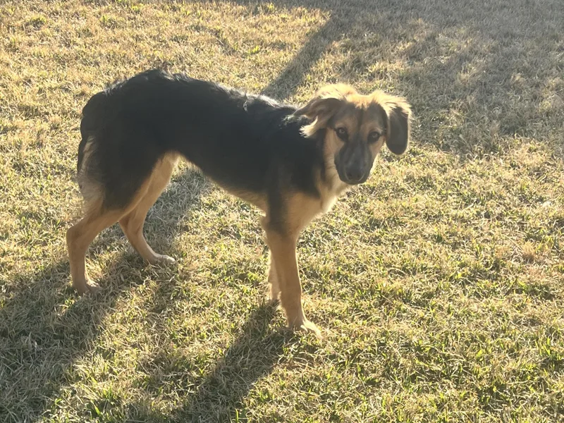 Buster Brown thumbnail 3