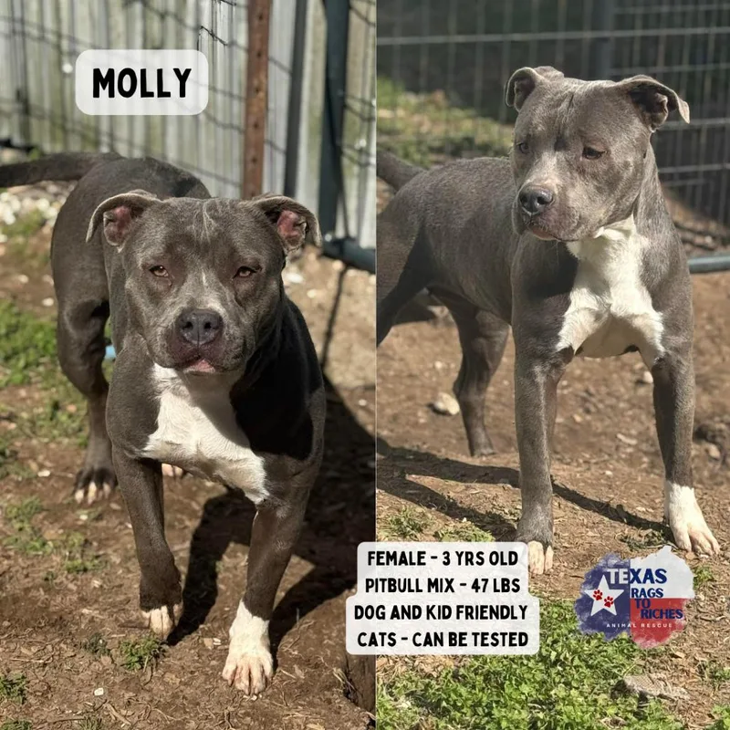 An adult medium-sized female Pit Bull Terrier dog named Molly for adoption in Anahuac, TX