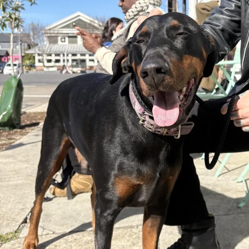 Prince Westmere thumbnail 3